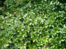 Vinterglans - Pachysandra term.'Green Carpet'