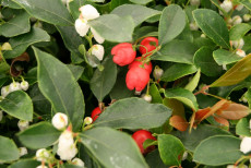 Bjergthe - Gaultheria proc. 'Red Baron'