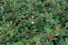 Dværgmispel - Cotoneaster 'Queen of Carpet'