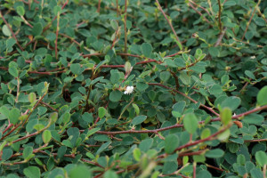 Cotoneaster 'Queen of Carpet'